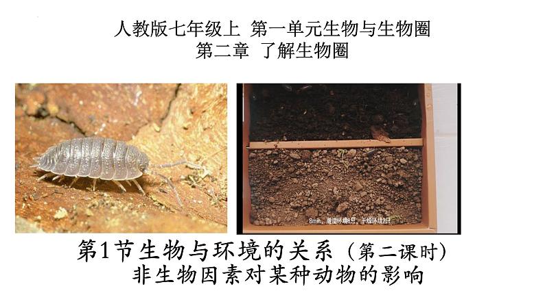 1.2.1+生物与环境的关系(第二课时)-【精华备课】2023-2024学年七年级生物上册同步教学课件(人教版)01