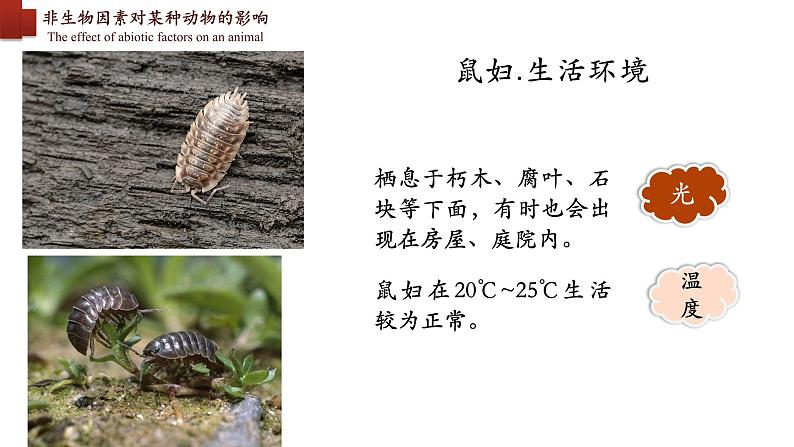 1.2.1+生物与环境的关系(第二课时)-【精华备课】2023-2024学年七年级生物上册同步教学课件(人教版)03
