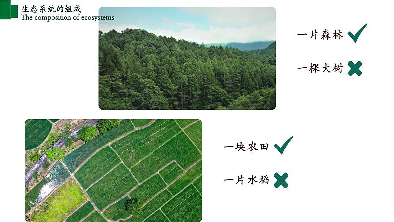 1.2.2+生物与环境组成生态系统(第一课时)-【精华备课】2023-2024学年七年级生物上册同步教学课件(人教版)06