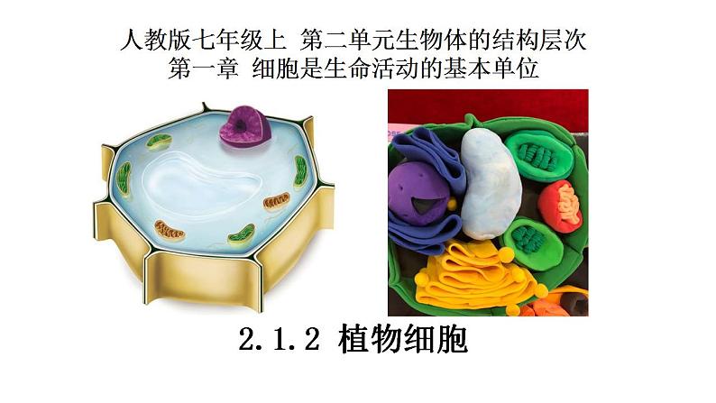 2.1.2 植物细胞第1页