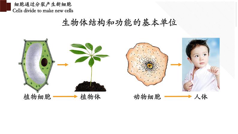 2.2.1 细胞通过分裂产生新细胞第3页