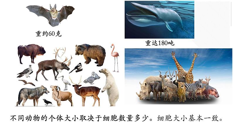 2.2.1 细胞通过分裂产生新细胞第6页