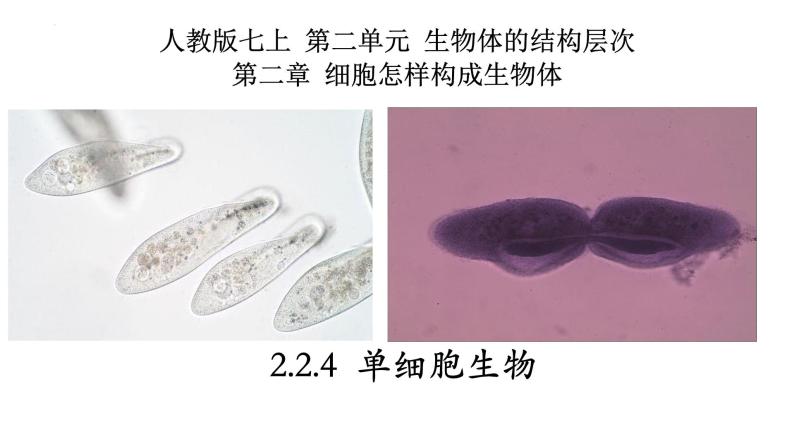 2.2.4+单细胞生物-【精华备课】2023-2024学年七年级生物上册同步教学课件（人教版）01