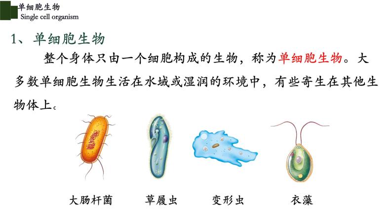 2.2.4+单细胞生物-【精华备课】2023-2024学年七年级生物上册同步教学课件（人教版）05
