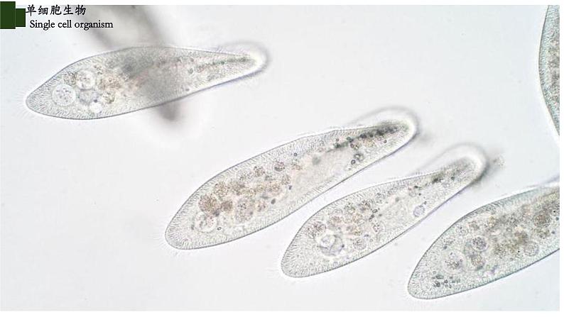 2.2.4 单细胞生物第7页