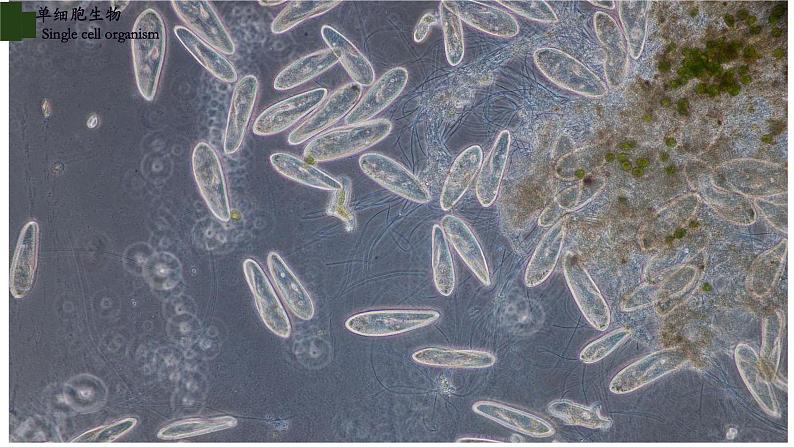 2.2.4 单细胞生物第8页