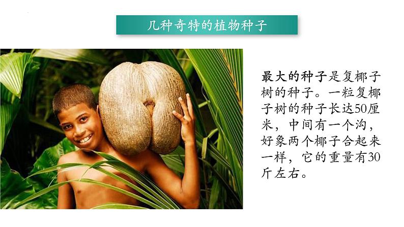 3.1.2+种子植物-【精华备课】2023-2024学年七年级生物上册同步教学课件(人教版)06