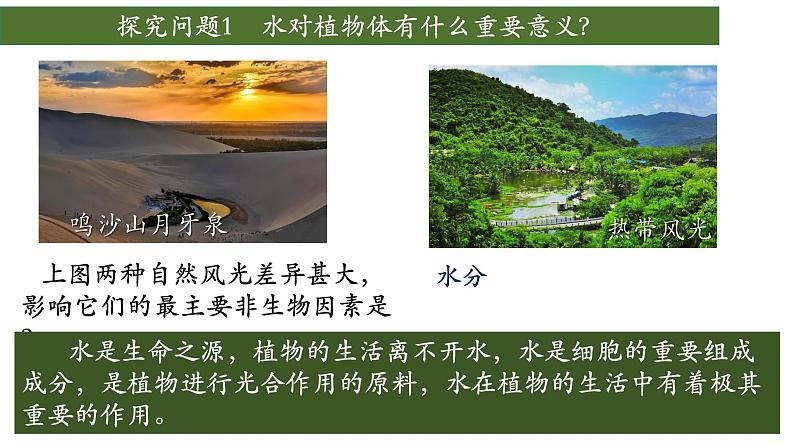 3.3 绿色植物与生物圈中的水循环(第一课时、根)第2页