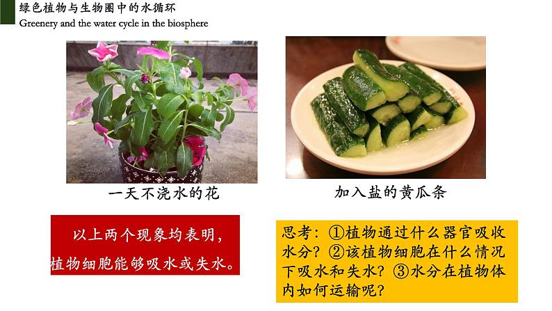 3.3 绿色植物与生物圈中的水循环(第一课时、根)第3页