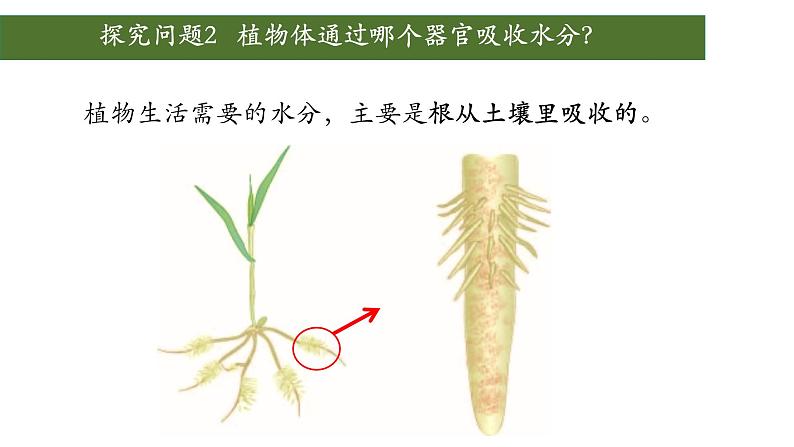 3.3 绿色植物与生物圈中的水循环(第一课时、根)第4页