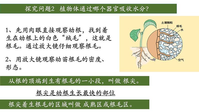 3.3 绿色植物与生物圈中的水循环(第一课时、根)第5页
