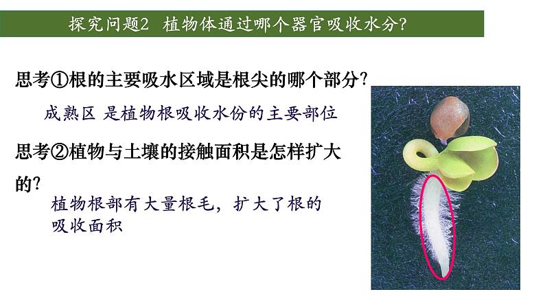 3.3 绿色植物与生物圈中的水循环(第一课时、根)第6页