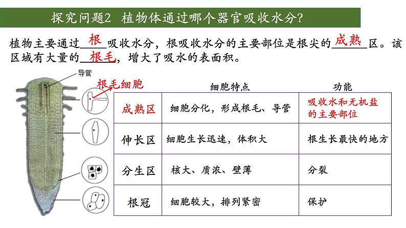 3.3 绿色植物与生物圈中的水循环(第一课时、根)第7页