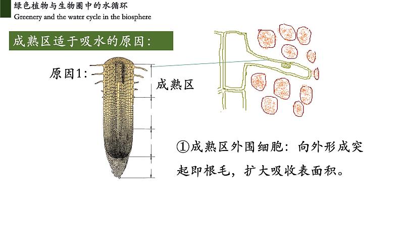 3.3 绿色植物与生物圈中的水循环(第一课时、根)第8页