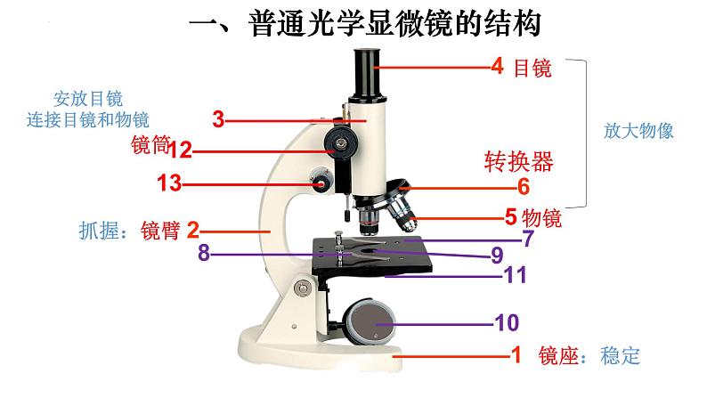 2.1.1 练习使用显微镜-【新课标】2023-2024学年七年级生物上册精选课件(人教版)07