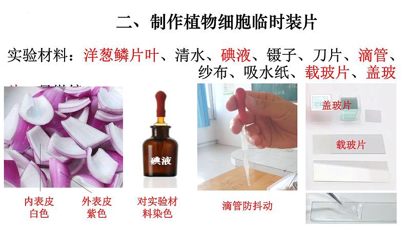 2.1.2 植物细胞-【新课标】2023-2024学年七年级生物上册精选课件(人教版)第4页