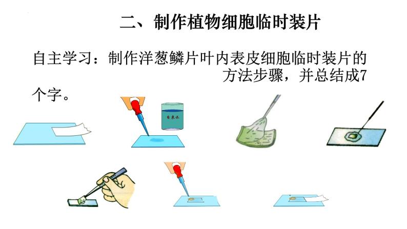 2.1.2 植物细胞-【新课标】2023-2024学年七年级生物上册精选课件（人教版）05