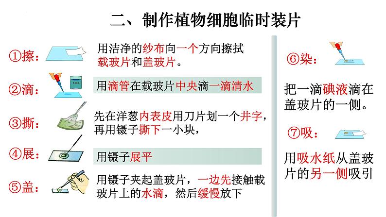 2.1.2 植物细胞-【新课标】2023-2024学年七年级生物上册精选课件(人教版)第6页