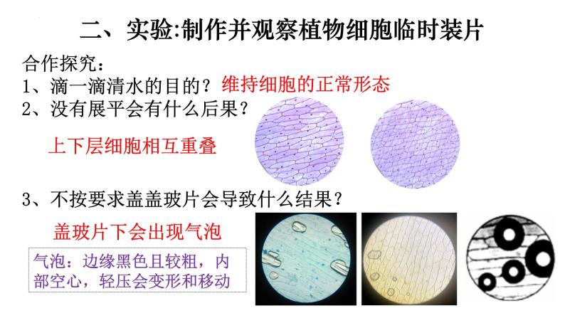 2.1.2 植物细胞-【新课标】2023-2024学年七年级生物上册精选课件（人教版）08