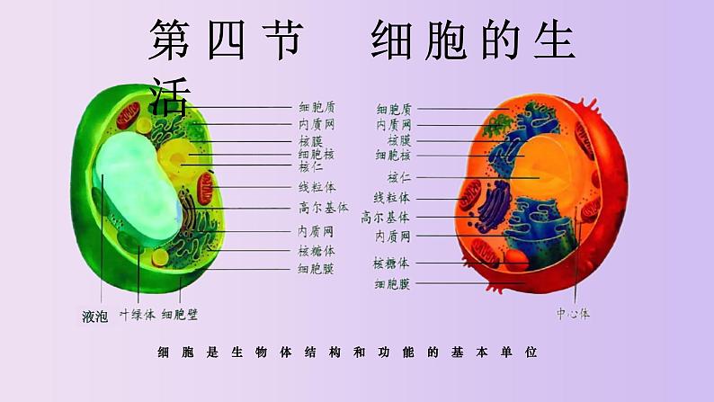 2.1.4 细胞的生活-【新课标】2023-2024学年七年级生物上册精选课件(人教版)01