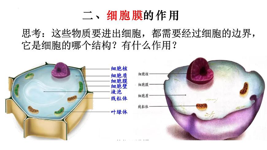 2.1.4 細(xì)胞的生活-【新課標(biāo)】2023-2024學(xué)年七年級(jí)生物上冊(cè)精選課件（人教版）第5頁(yè)