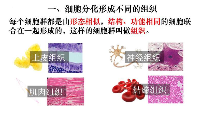 2.2.2 动物体的结构层次-【新课标】2023-2024学年七年级生物上册精选课件（人教版）05