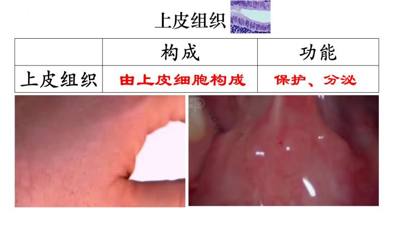 2.2.2 动物体的结构层次-【新课标】2023-2024学年七年级生物上册精选课件（人教版）07