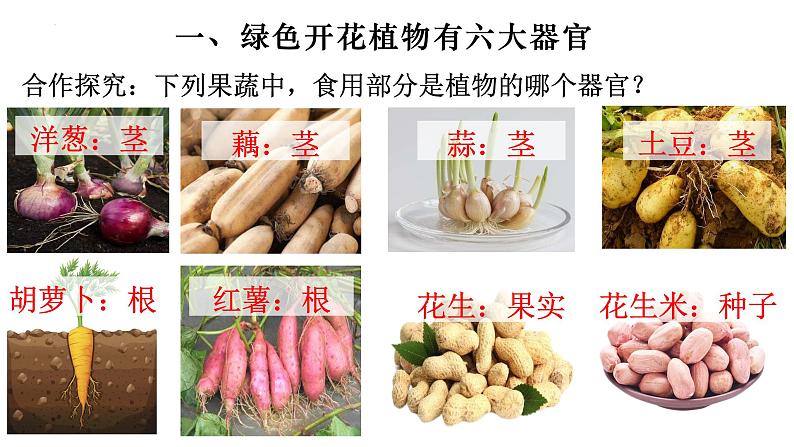 2.2.3 植物体的结构层次-【新课标】2023-2024学年七年级生物上册精选课件(人教版)第5页