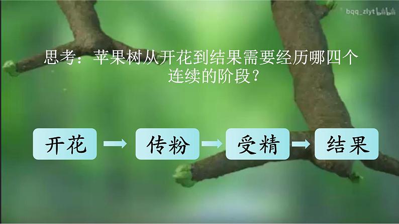 3.2.3 开花和结果-【新课标】2023-2024学年七年级生物上册精选课件(人教版)02