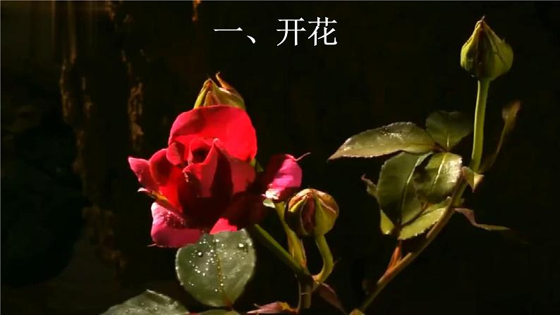 3.2.3 开花和结果-【新课标】2023-2024学年七年级生物上册精选课件(人教版)03