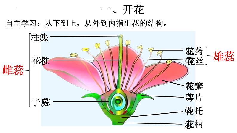 3.2.3 开花和结果-【新课标】2023-2024学年七年级生物上册精选课件(人教版)04