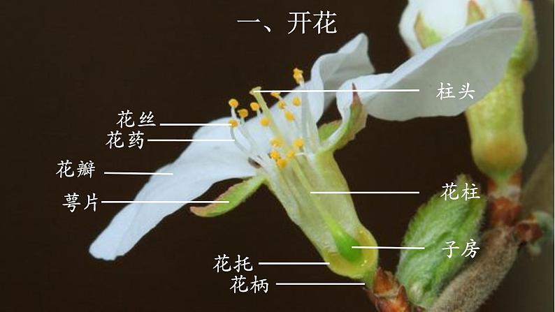 3.2.3 开花和结果-【新课标】2023-2024学年七年级生物上册精选课件(人教版)05
