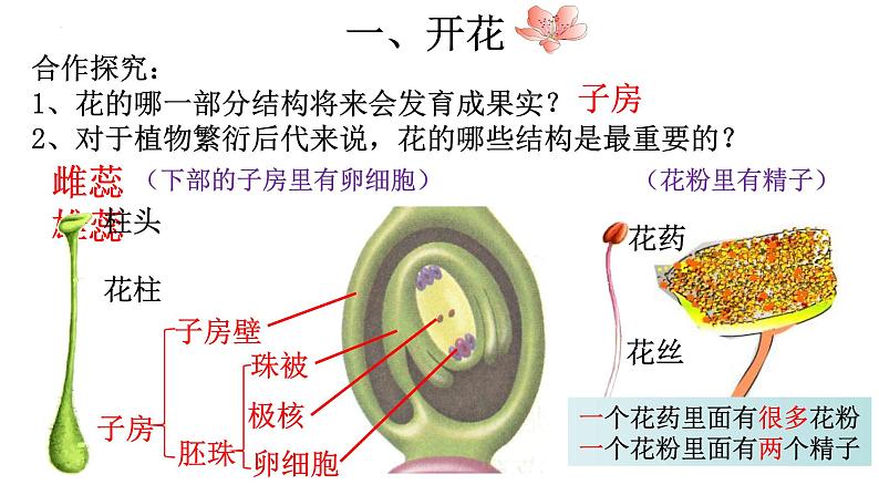 3.2.3 开花和结果-【新课标】2023-2024学年七年级生物上册精选课件(人教版)06