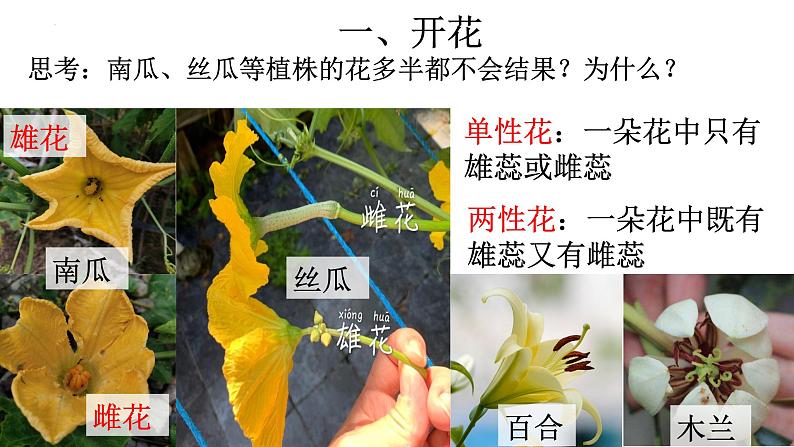 3.2.3 开花和结果-【新课标】2023-2024学年七年级生物上册精选课件(人教版)08