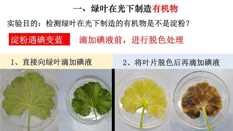 3.4 绿色植物是生物圈中有机物的制造者-【新课标】2023-2024学年七年级生物上册精选课件(人教版)02