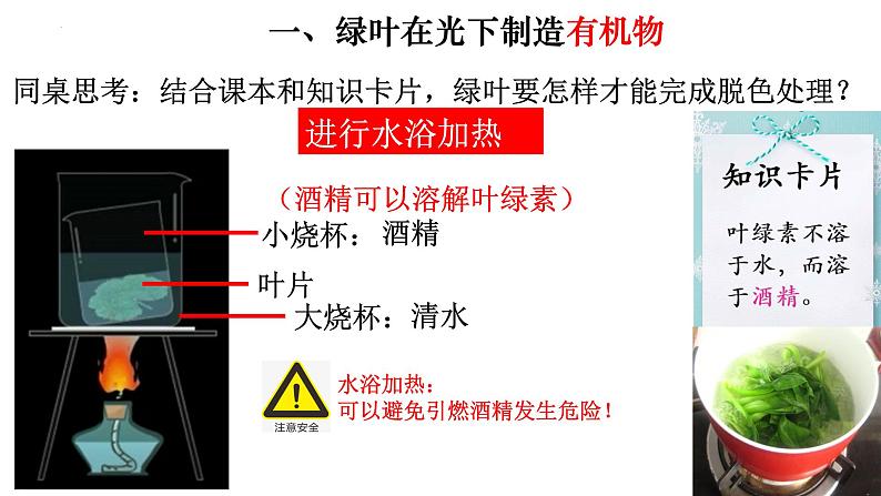 3.4 绿色植物是生物圈中有机物的制造者-【新课标】2023-2024学年七年级生物上册精选课件(人教版)03