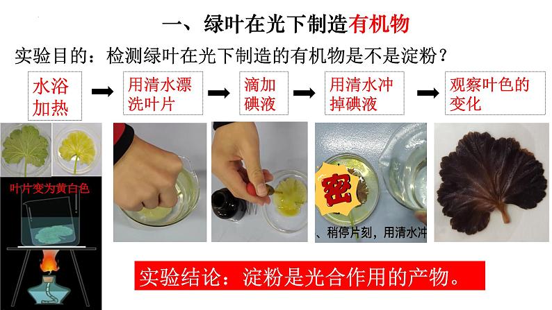 3.4 绿色植物是生物圈中有机物的制造者-【新课标】2023-2024学年七年级生物上册精选课件(人教版)04