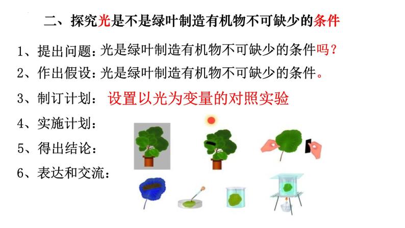 3.4 绿色植物是生物圈中有机物的制造者-【新课标】2023-2024学年七年级生物上册精选课件（人教版）05