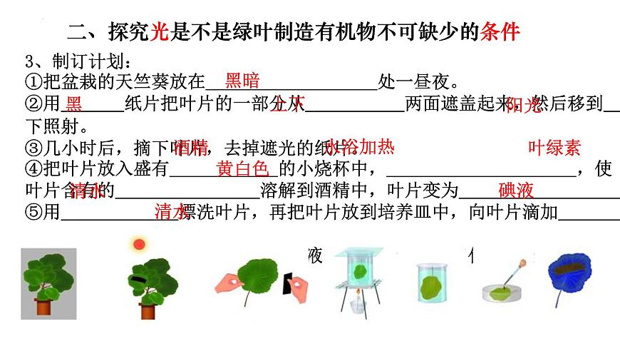 3.4 綠色植物是生物圈中有機(jī)物的制造者-【新課標(biāo)】2023-2024學(xué)年七年級(jí)生物上冊(cè)精選課件（人教版）第6頁