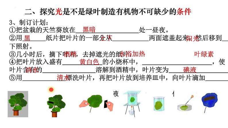 3.4 绿色植物是生物圈中有机物的制造者-【新课标】2023-2024学年七年级生物上册精选课件(人教版)06