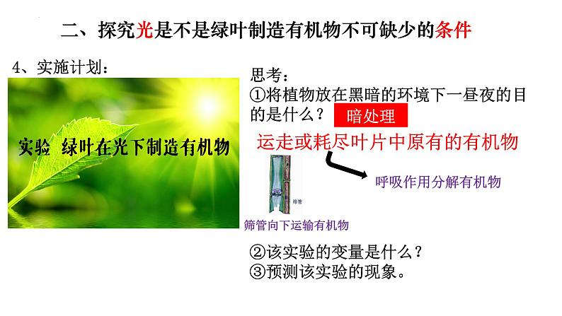 3.4 绿色植物是生物圈中有机物的制造者-【新课标】2023-2024学年七年级生物上册精选课件(人教版)07