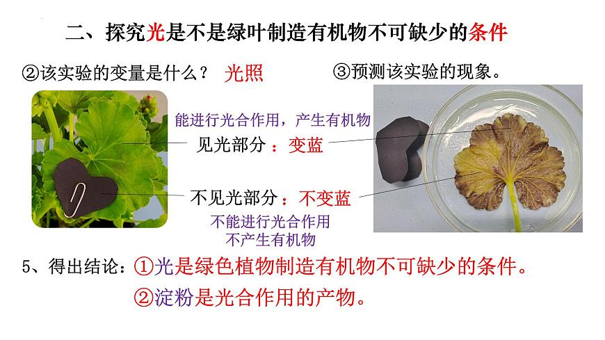 3.4 綠色植物是生物圈中有機(jī)物的制造者-【新課標(biāo)】2023-2024學(xué)年七年級(jí)生物上冊(cè)精選課件（人教版）第8頁