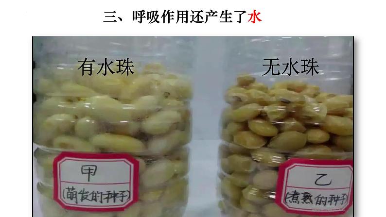 3.5.2 绿色植物的呼吸作用-【新课标】2023-2024学年七年级生物上册精选课件(人教版)第7页