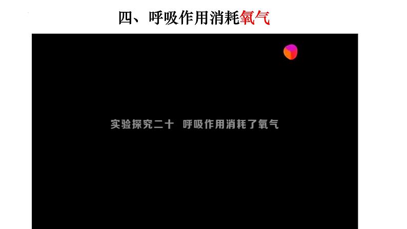 3.5.2 绿色植物的呼吸作用-【新课标】2023-2024学年七年级生物上册精选课件(人教版)第8页