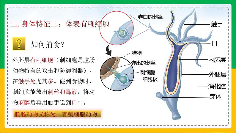 5.1.1+腔肠动物和扁形动物(同步课件+同步练习)-2023-2024学年八年级生物上册同步精品课堂(人教版)08