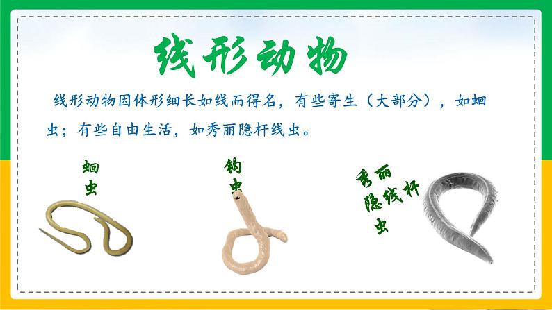 5.1.2+线形动物和扁形动物(教学课件)-2023-2024学年八年级生物上册同步精品课堂(人教版)第5页