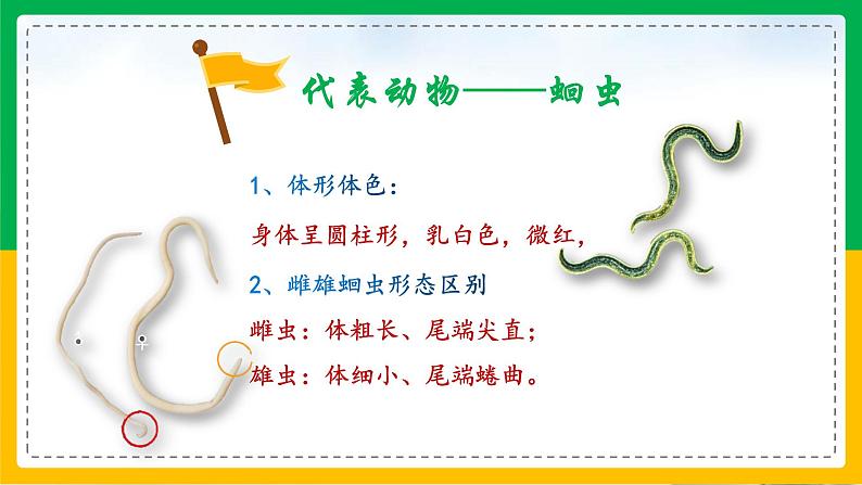 5.1.2+线形动物和扁形动物(教学课件)-2023-2024学年八年级生物上册同步精品课堂(人教版)第6页
