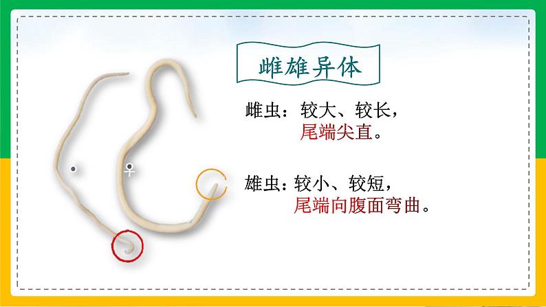 5.1.2+线形动物和扁形动物(教学课件)-2023-2024学年八年级生物上册同步精品课堂(人教版)第7页