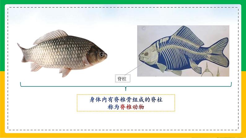 5.1.4+鱼(教学课件)-2023-2024学年八年级生物上册同步精品课堂(人教版)第3页