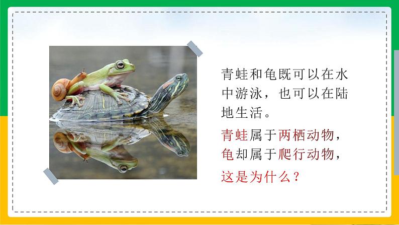 5.1.5+两栖动物和爬行动物(教学课件)-2023-2024学年八年级生物上册同步精品课堂(人教版)第2页